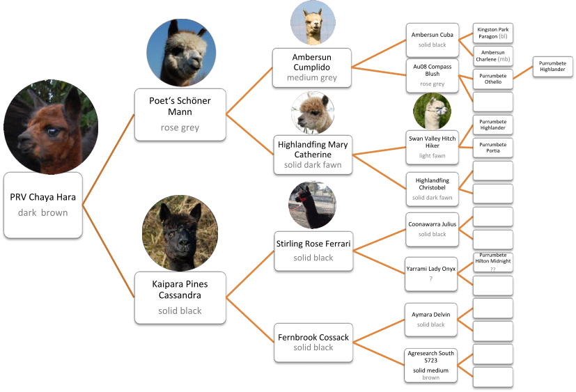 PRV Chaya Hara dark  brown  Poets Schner Mann  rose grey  Ambersun Cumplido  medium grey  Ambersun Cuba solid black  Kingston Park Paragon (bl)  Ambersun Charlene (mb)  Au08 Compass Blush  rose grey  Purrumbete Othello  Purrumbete Highlander  Highlandfing Mary Catherine  solid dark fawn  Swan Valley Hitch Hiker  light fawn  Purrumbete Highlander  Purrumbete Portia  Highlandfing Christobel  solid dark fawn  Kaipara Pines Cassandra  solid black  Stirling Rose Ferrari solid black  Coonawarra Julius solid black  Yarrami Lady Onyx ?  Purrumbete Hilton Midnight  ??  Fernbrook Cossack solid black  Aymara Delvin solid black  Agresearch South S723  solid medium brown