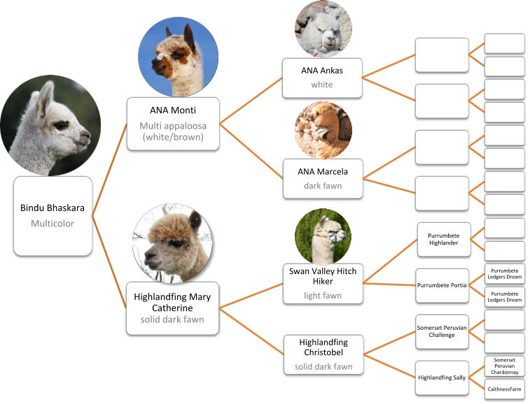 Bindu Bhaskara Multicolor  ANA Monti Multi appaloosa  (white/brown)  ANA Ankas white  ANA Marcela dark fawn  Highlandfing Mary Catherine  solid dark fawn  Swan Valley Hitch Hiker  light fawn  Purrumbete Highlander  Purrumbete Portia  Purrumbete Ledgers Dream  Purrumbete Ledgers Dream  Highlandfing Christobel  solid dark fawn  Somerset Peruvian Challenge  Highlandfing Sally  Somerset Peruvian  Chardonnay  CaithnessFarm